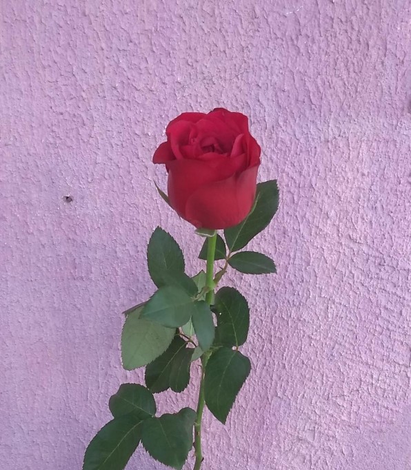 Rosa individual varias cores...
