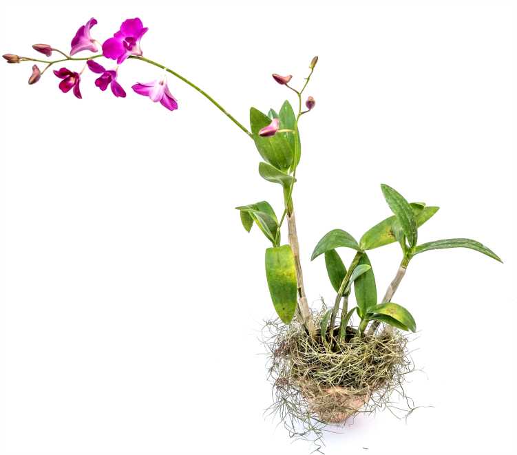 Orquídeas